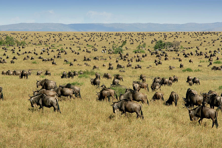 Wildebeest herd